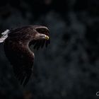 Seeadler im Anflug