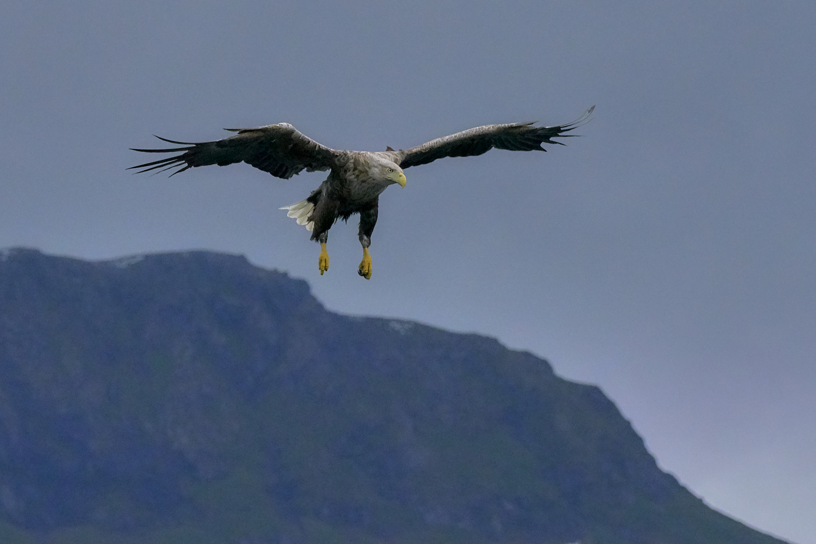 Seeadler im Anflug