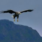 Seeadler im Anflug