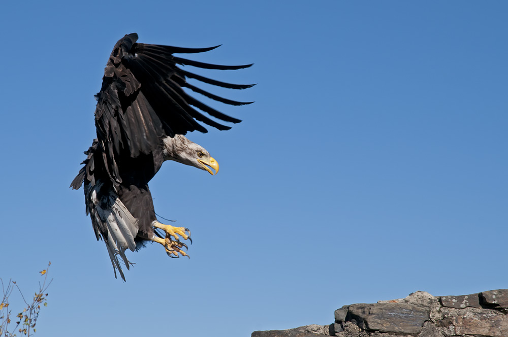 Seeadler im Anflug