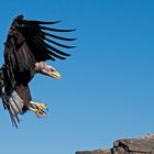 Seeadler im Anflug