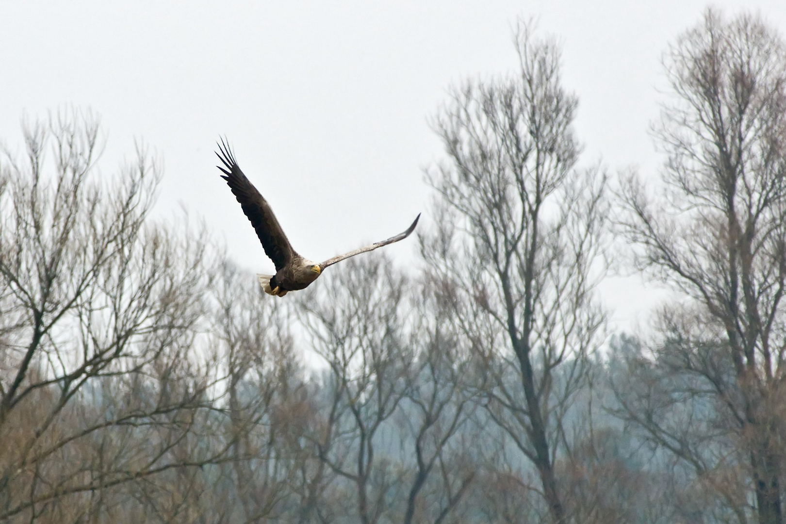 Seeadler im Anflug