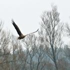 Seeadler im Anflug