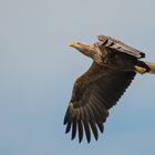 Seeadler im Anflug