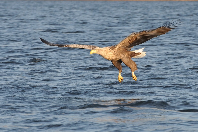 Seeadler im Anflug