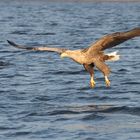 Seeadler im Anflug