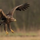 Seeadler im Anflug.....