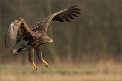 Seeadler im Anflug.....