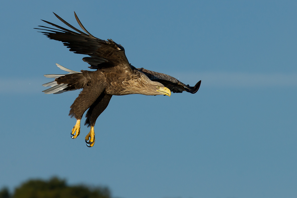 Seeadler im Anflug