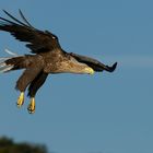 Seeadler im Anflug