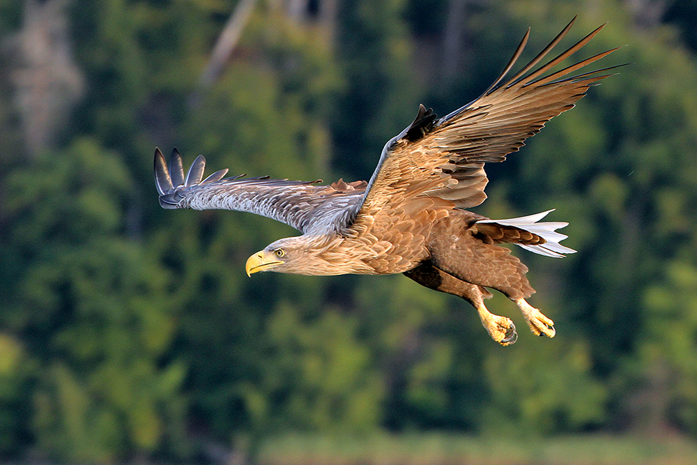 Seeadler im Anflug