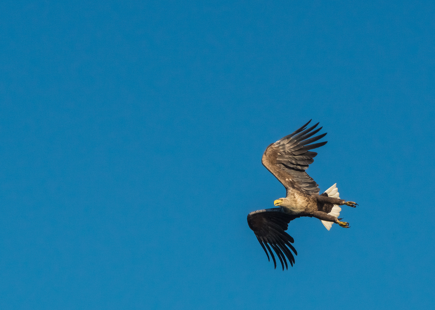 Seeadler im Anflug