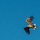 Seeadler im Anflug