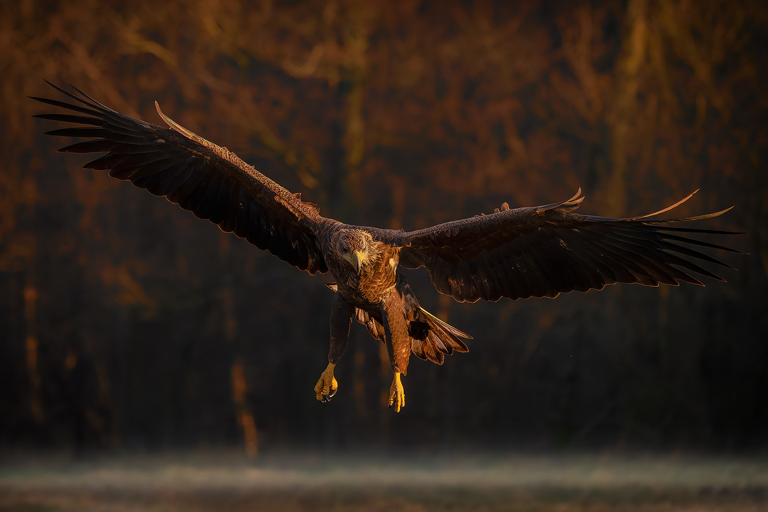 Seeadler im Anflug