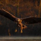 Seeadler im Anflug