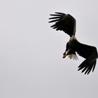 Seeadler im Anflug