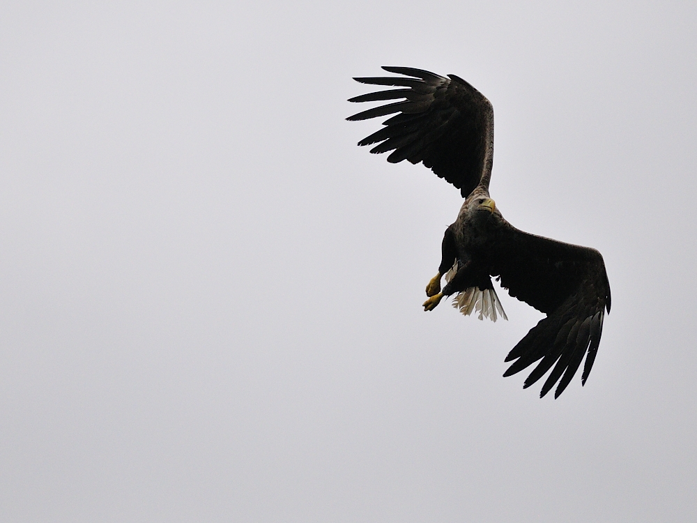 Seeadler im Anflug