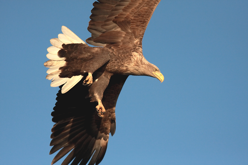 Seeadler im Anflug