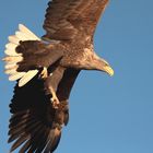 Seeadler im Anflug