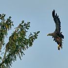 Seeadler im Anflug