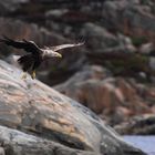 Seeadler im Anflug