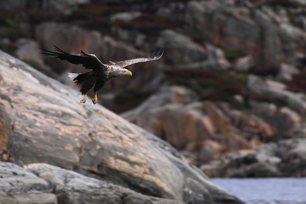 Seeadler im Anflug