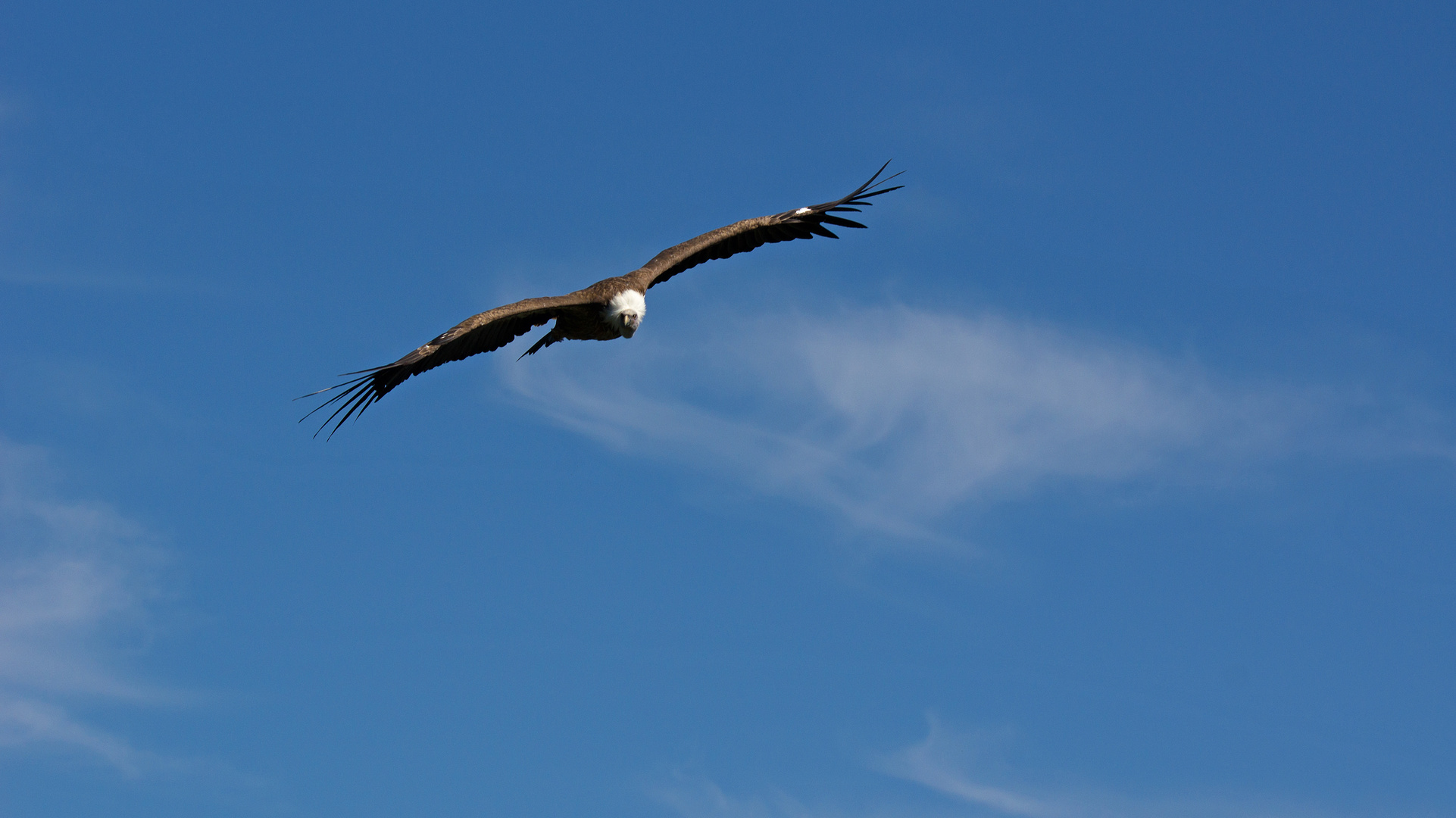 Seeadler im Anflug