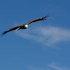 Seeadler im Anflug