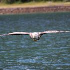 Seeadler im Anflug