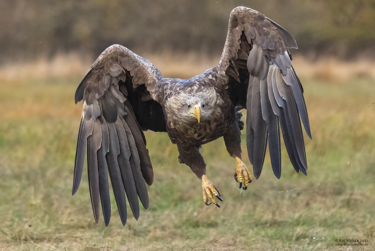 Seeadler im Anflug