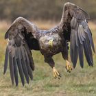 Seeadler im Anflug