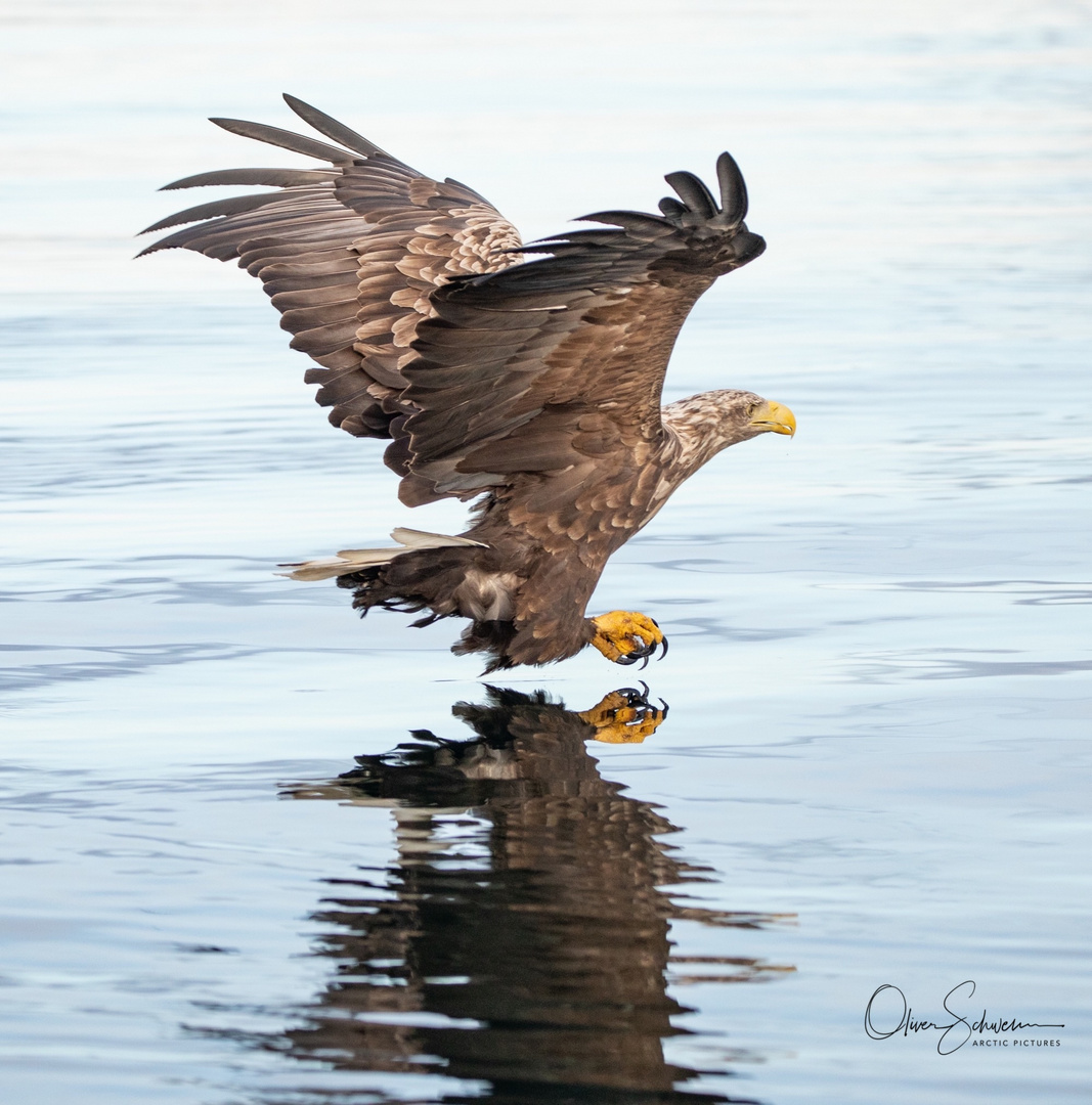 Seeadler im Anflug auf den Fisch 