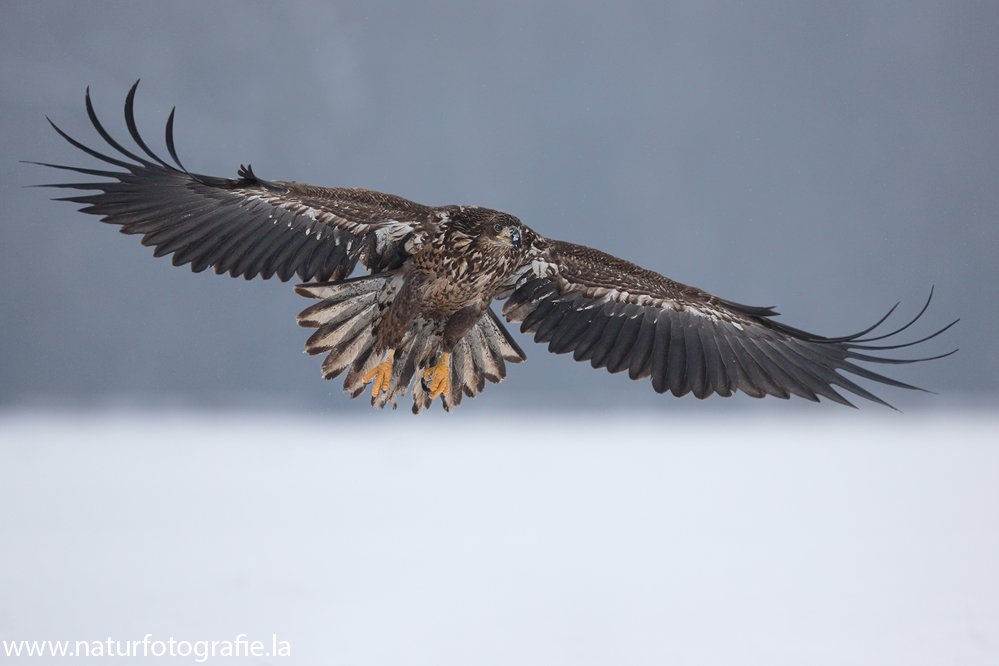 ~ Seeadler im Anflug ~