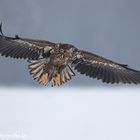 ~ Seeadler im Anflug ~