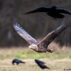 Seeadler im Anflug