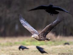 Seeadler im Anflug