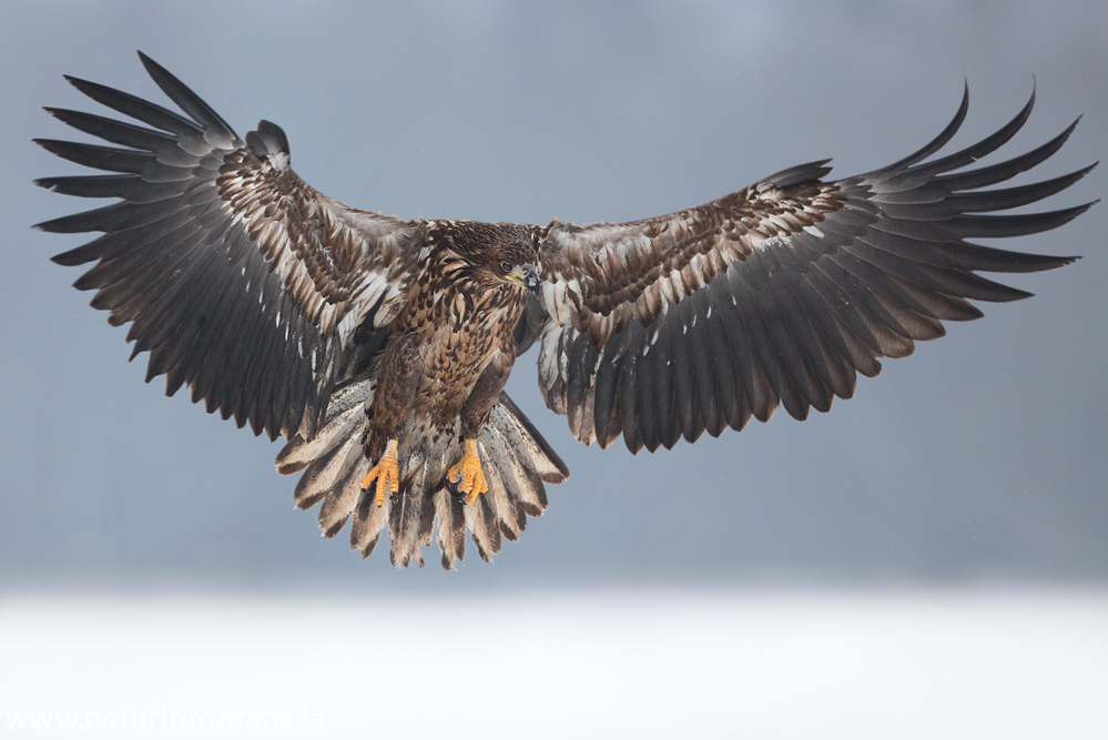 ~. Seeadler im Anflug.~