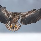 ~. Seeadler im Anflug.~