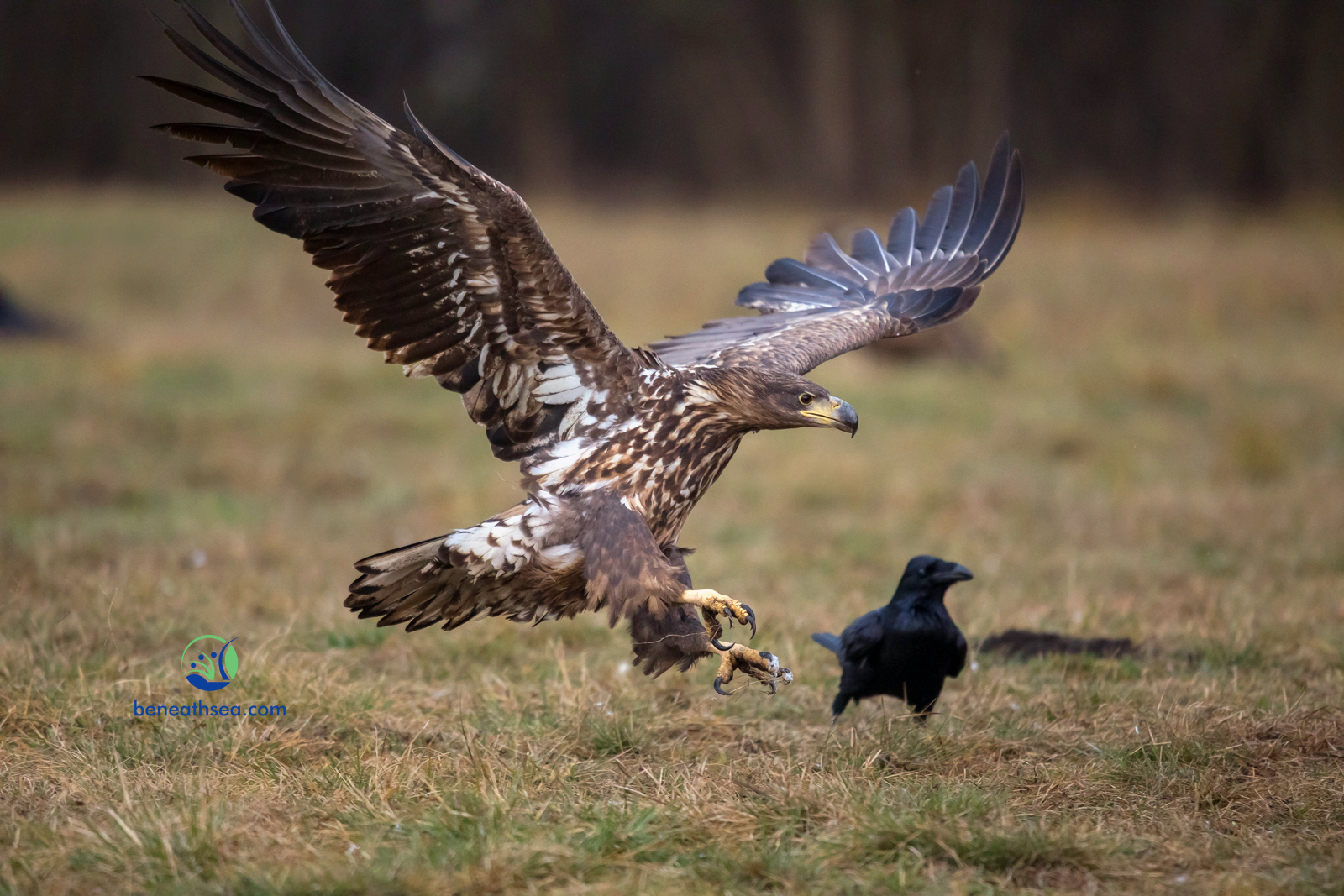 Seeadler im Anflug