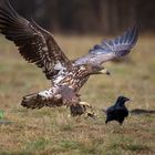 Seeadler im Anflug