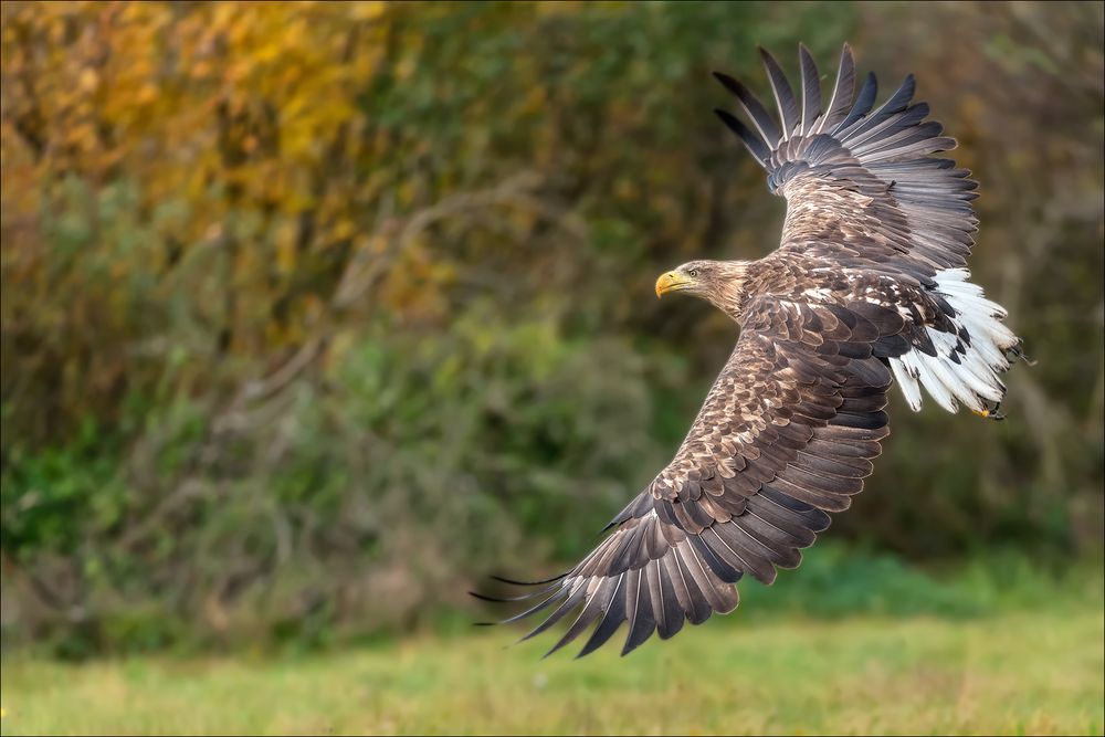 Seeadler im Anflug...