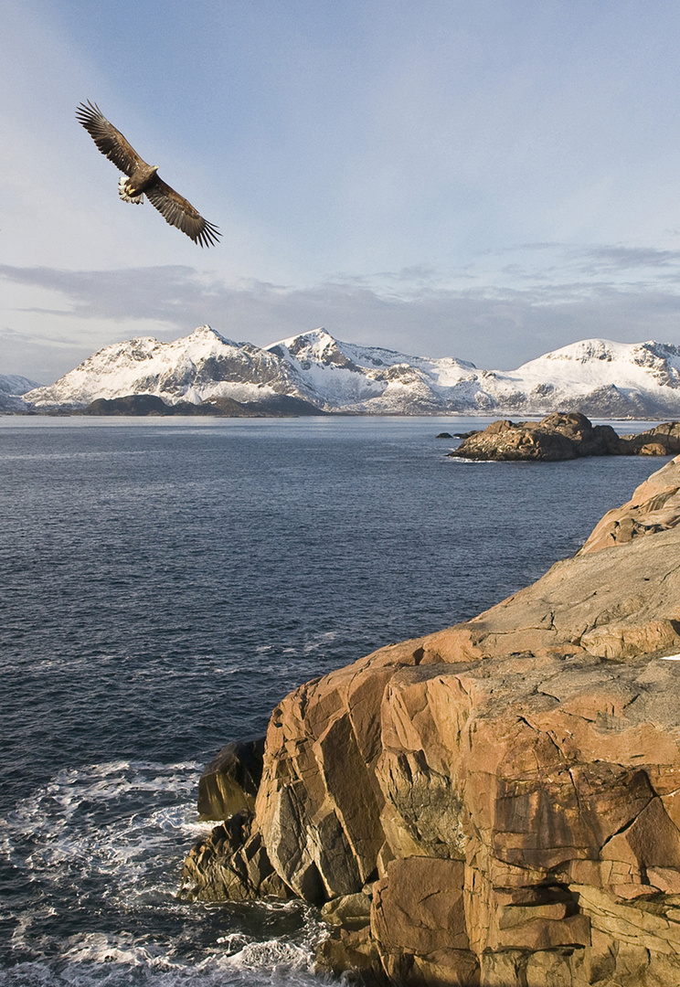 SEEADLER IM ANFLUG