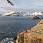 SEEADLER IM ANFLUG