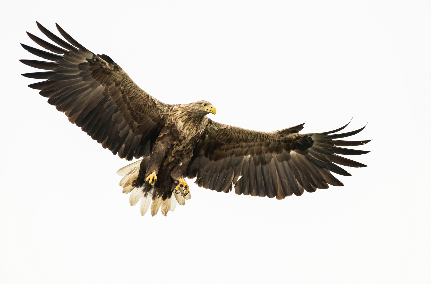 Seeadler im Anflug