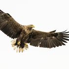 Seeadler im Anflug