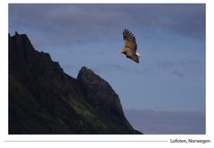 Seeadler im Anflug