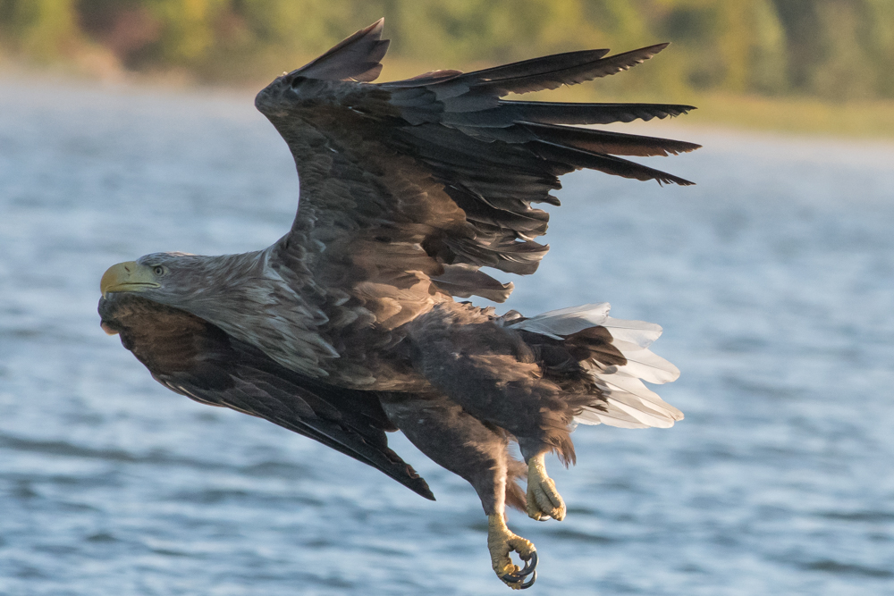 Seeadler im Anflug