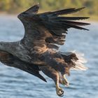 Seeadler im Anflug