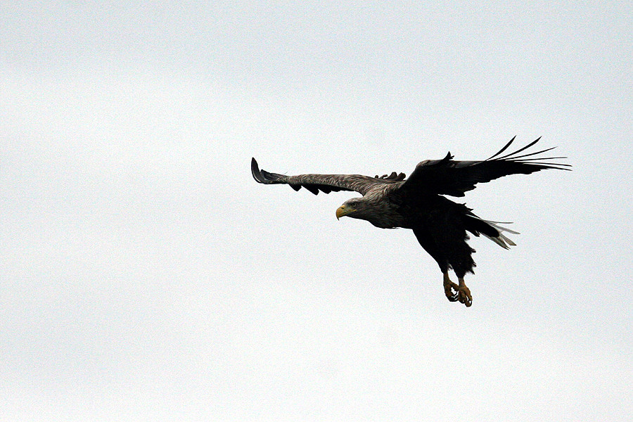 Seeadler im Anflug