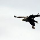 Seeadler im Anflug